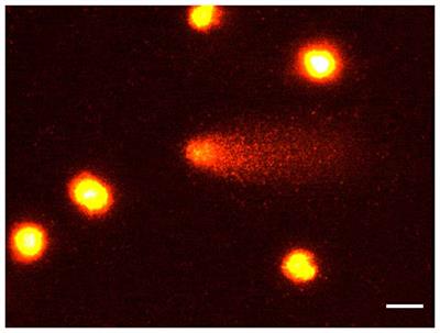 Loud Noise Exposure Produces DNA, Neurotransmitter and Morphological Damage within Specific Brain Areas